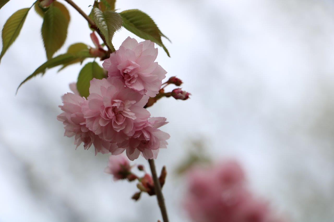 szarvas_arboretum_japan_diszcseresznye.jpg