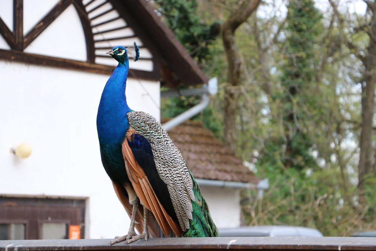 szarvas_arboretum_pava.jpg