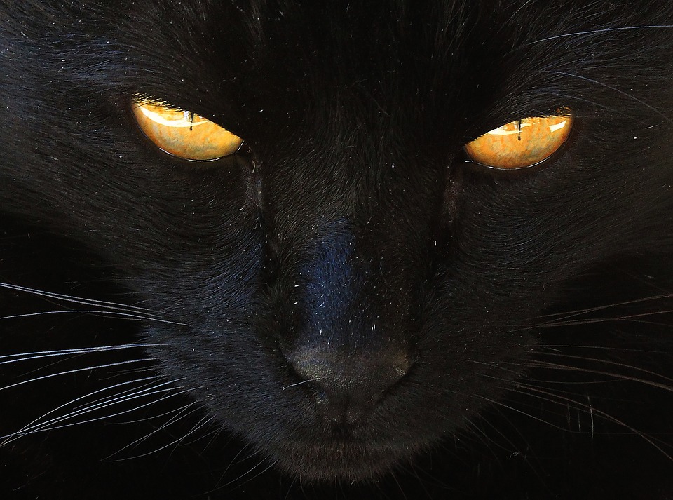 cat-black_cat-pentek13_elmenyvadasz.jpg
