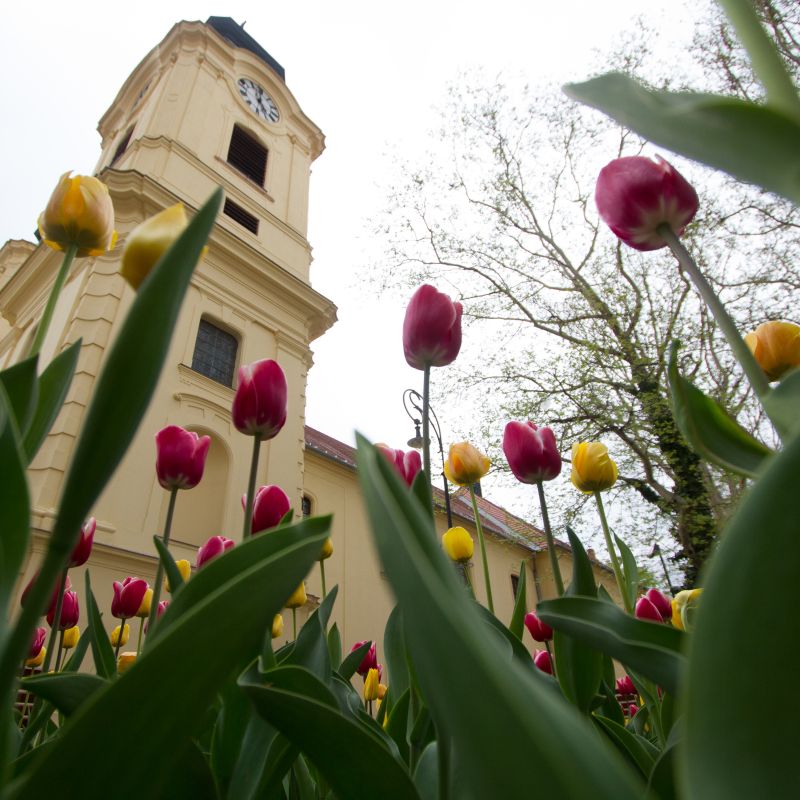 celldomolk-tulipanfesztival_tulipanos-varos_nephagyomany_tulipan.jpg