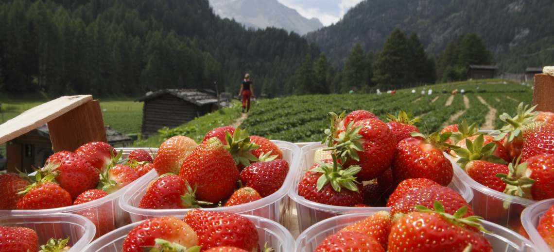 martell-beeren-erdbeerfest_elmenyvadasz_eperfesztival_tirol.jpg