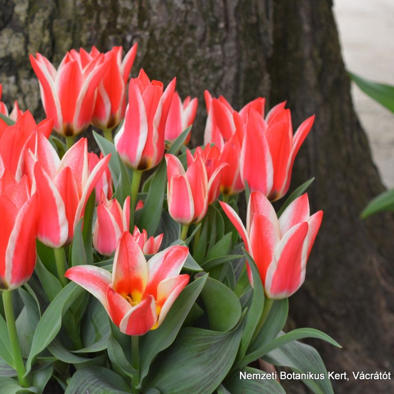 nemzeti_botanikuskert_tulipanok_vacratot-mobil.jpg