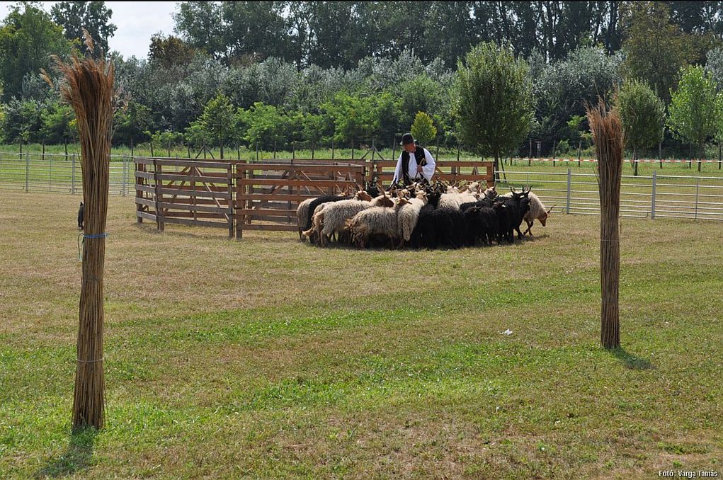 pasztorkutyak_tereloversenye_foto_varga_tamas.jpg