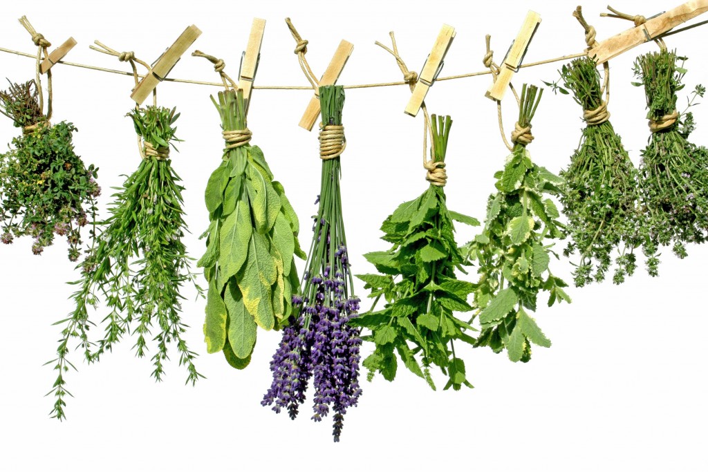 drying-herbs-1024x683.jpg