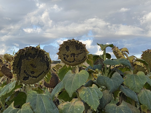 10.—11. nap Santo Domingo de la Calzada—Belorado—Atapuerca (22 km, 30km)