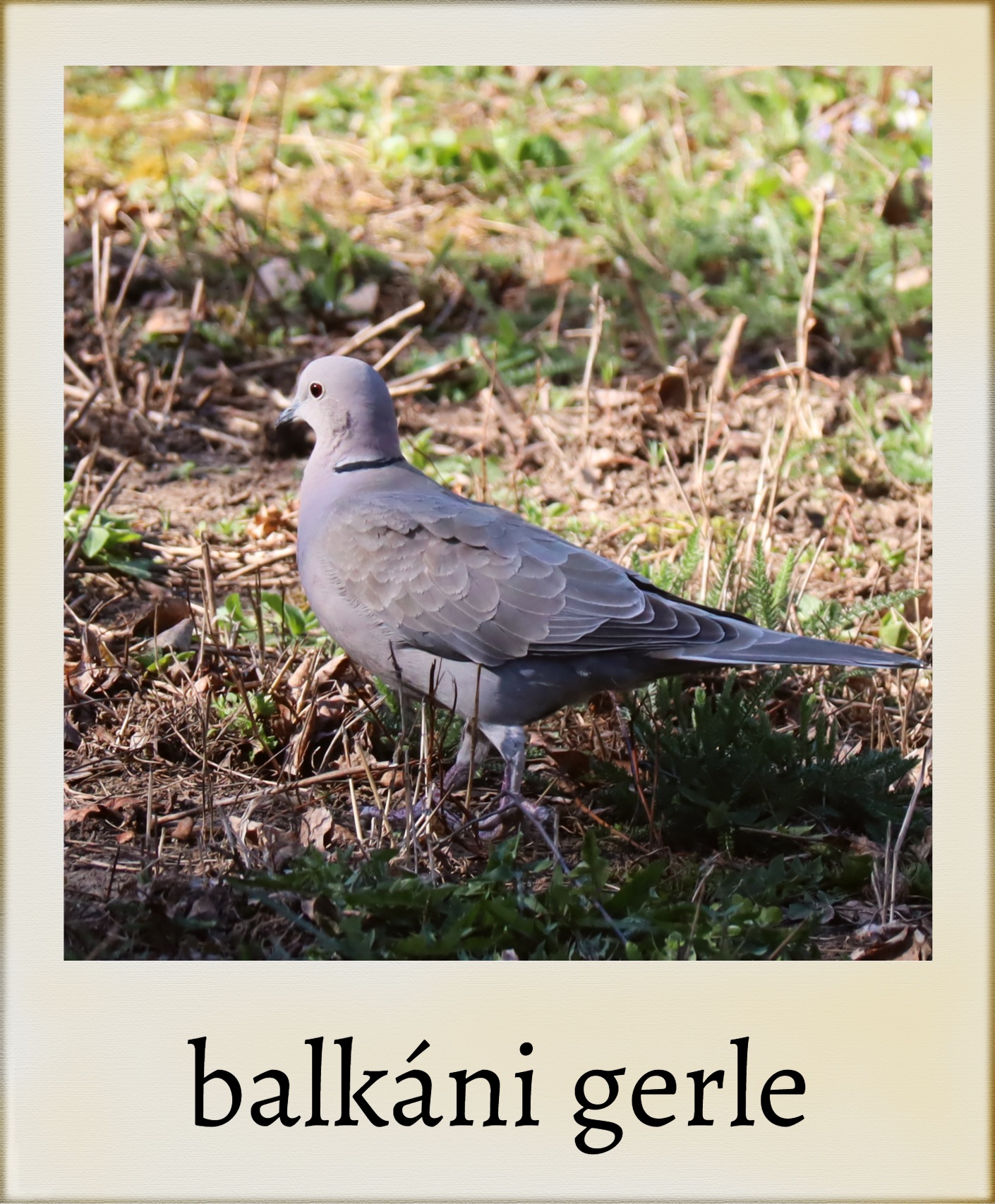 balkani_gerle_polaroid.jpg