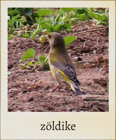 zoldike_polaroid.png