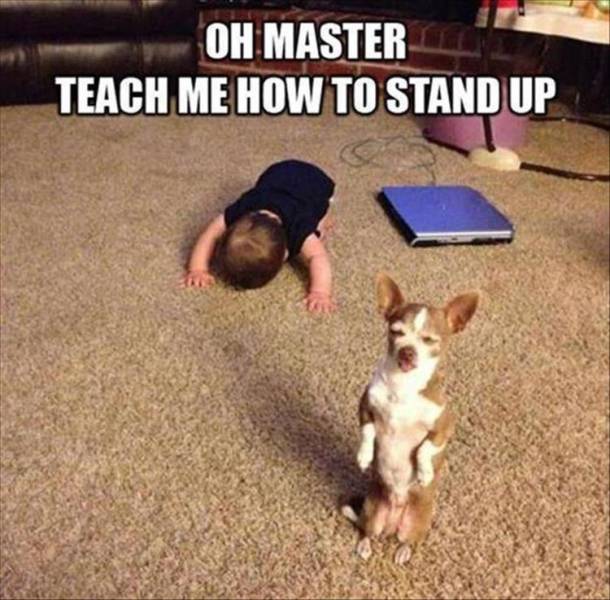 oh_master_teach_me_how_to_stand_up_5999312447.jpg