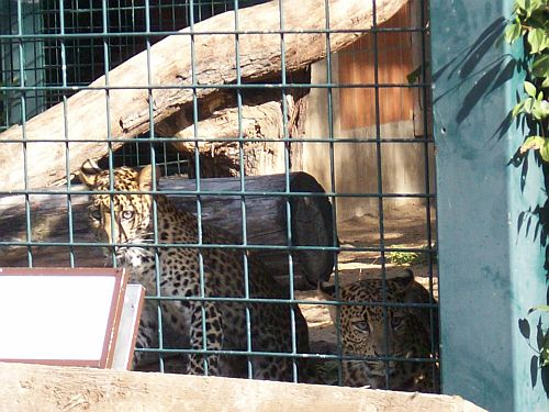 leopardkolykok.jpg