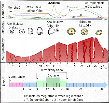 menstruacios-ciklus-3.gif