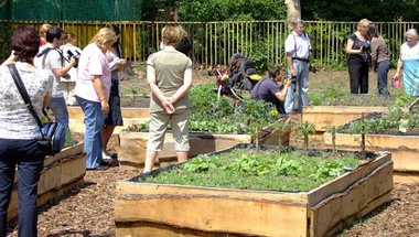 Szentendre is csatlakozhat a közösségi kert programhoz