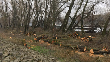 Natura 2000-es területen irtják a fákat a szentendrei Duna-parton