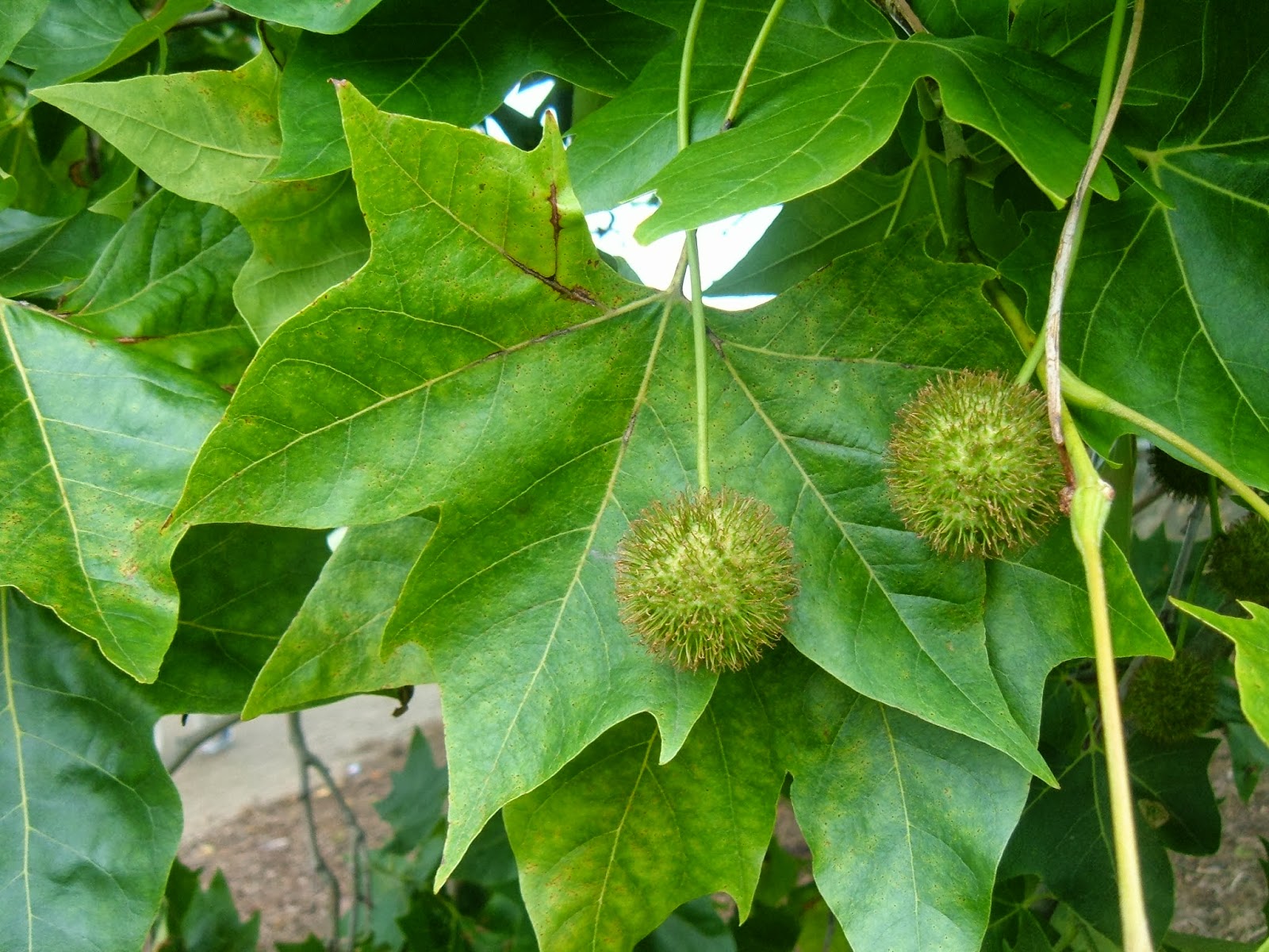 Platanus × hispanica – P. × acerifolia – London Plane 05.jpg