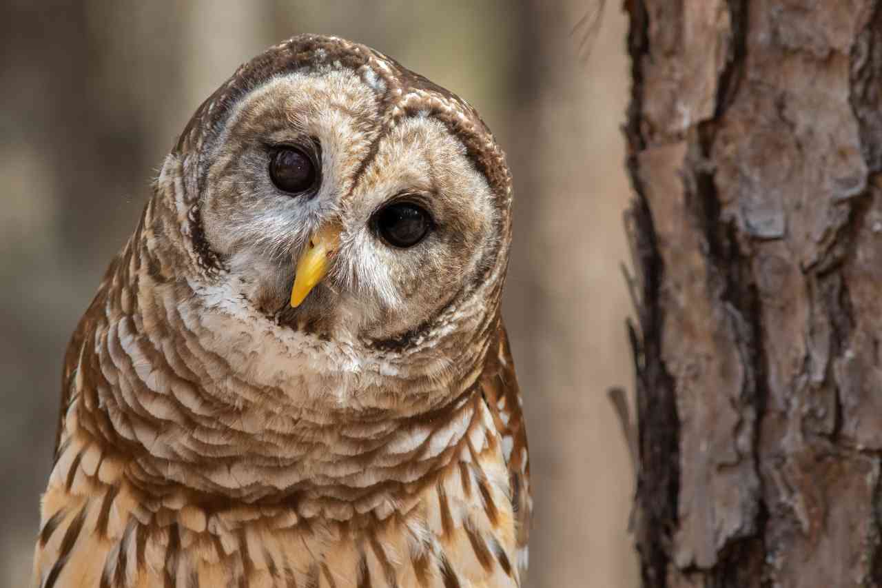 barn-owl-2021-08-26-21-41-54-utc_s.jpg