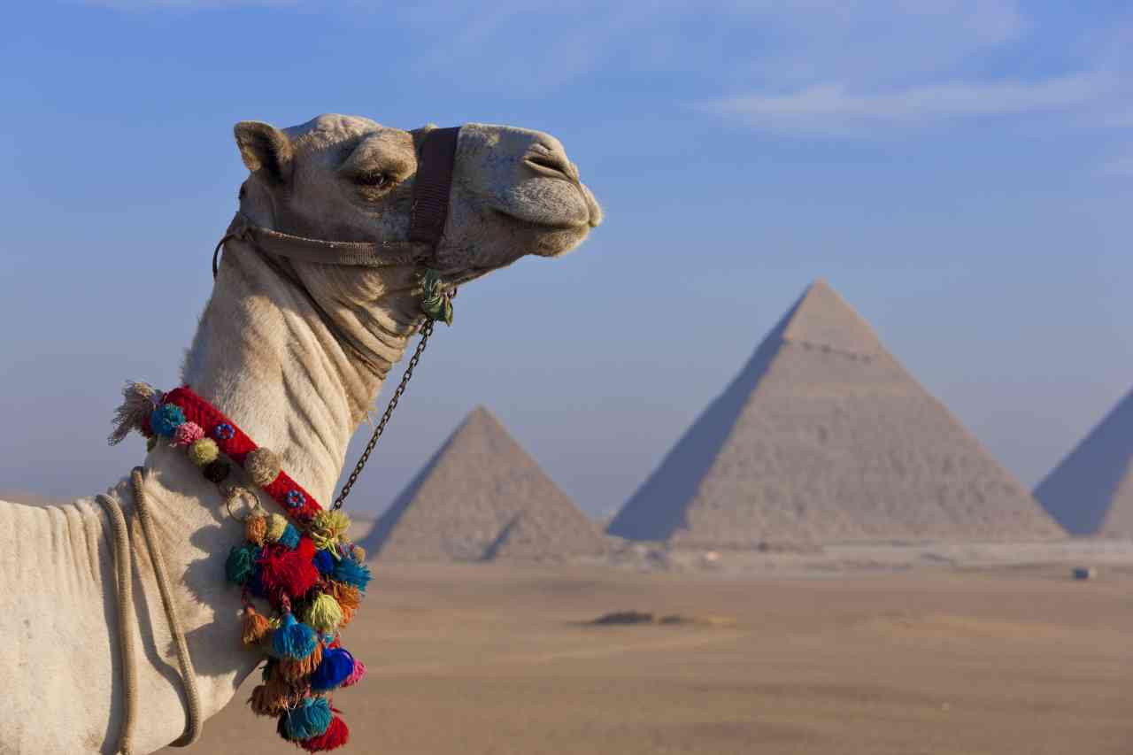 camel-in-the-desert-with-three-pyramids-in-the-giz-2022-03-04-02-20-01-utc_s.jpg