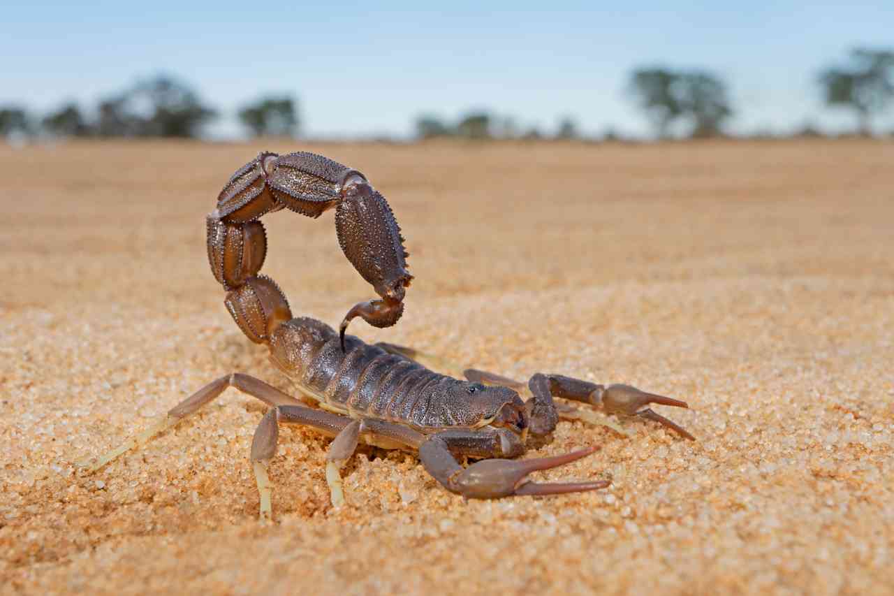 granulated-thick-tailed-scorpion-parabuthus-granu-2022-11-16-18-09-12-utc_s.jpg
