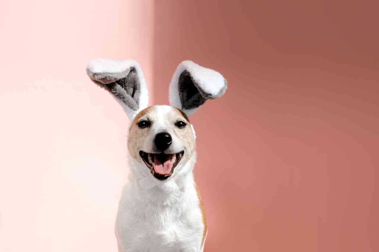 jack-russell-terrier-with-bunny-ears-looks-at-came-2022-10-28-23-55-31-utc_s.jpg