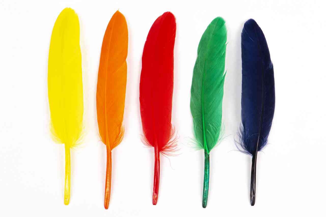 set-of-colorful-of-feathers-2022-07-26-01-54-14-utc_s.jpg