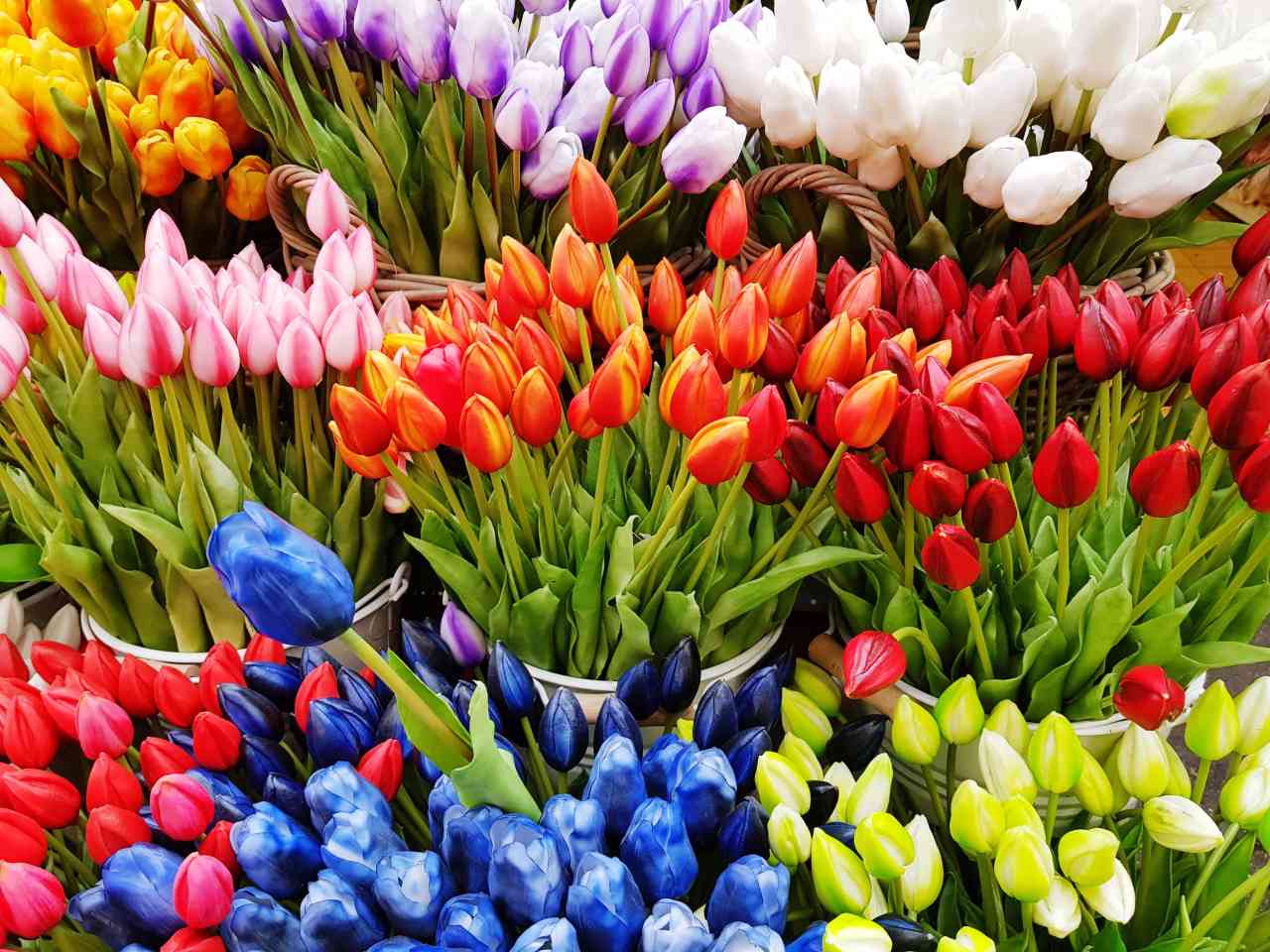 tulips-blooming-in-amsterdam-flower-market-2022-11-15-02-18-52-utc_s.jpg