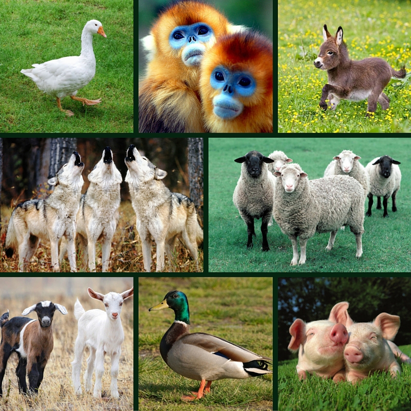 animals2.jpg