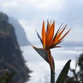 Örök tavasz szigete - Madeira, egy hét szállással és repjeggyel