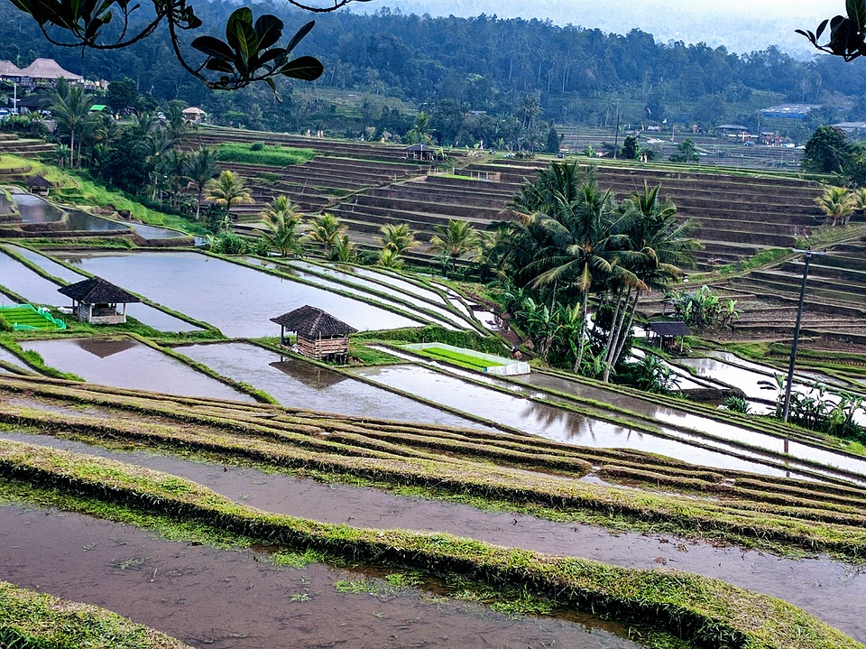 rice-terrace-2633612_960_720.jpg