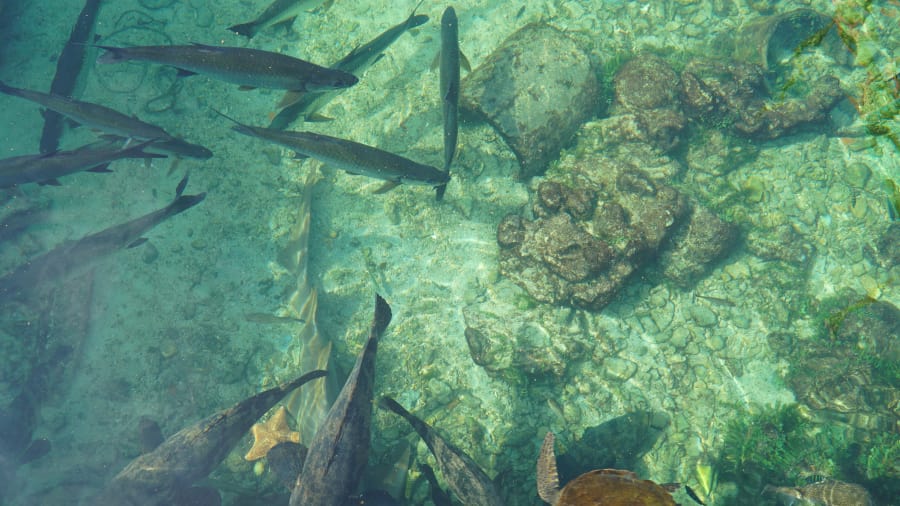 http_2f_2fcdn_cnn_com_2fcnnnext_2fdam_2fassets_2f180801150641-santa-cruz-colombia-underwater.jpg