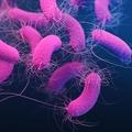 A krónikus középfülgyulladás mikrobiológiája