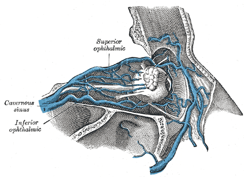 ophtlamic vein.png