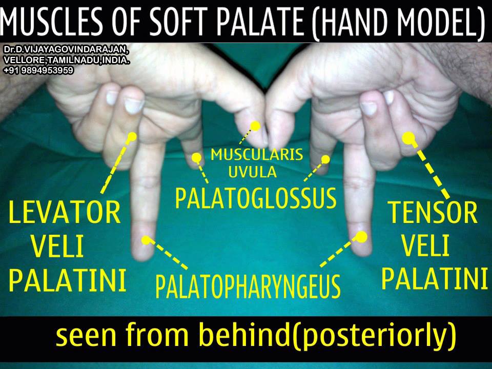Muscles of the soft palate.jpg