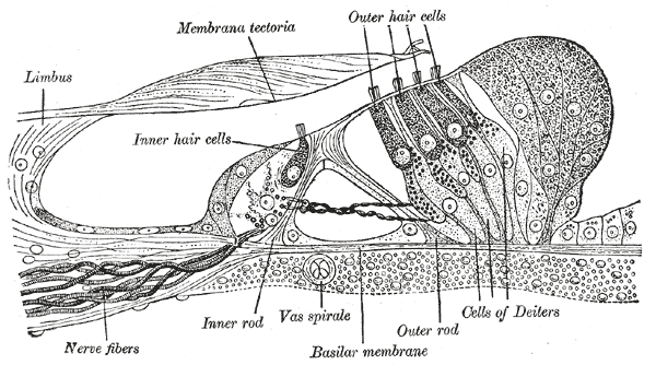 Outer hair cell.png