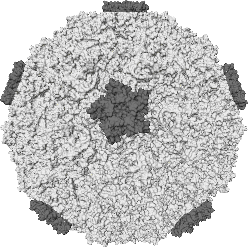 Rhinovirus.PNG