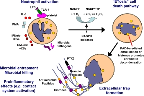 neutrophil_extracellular_trap.png