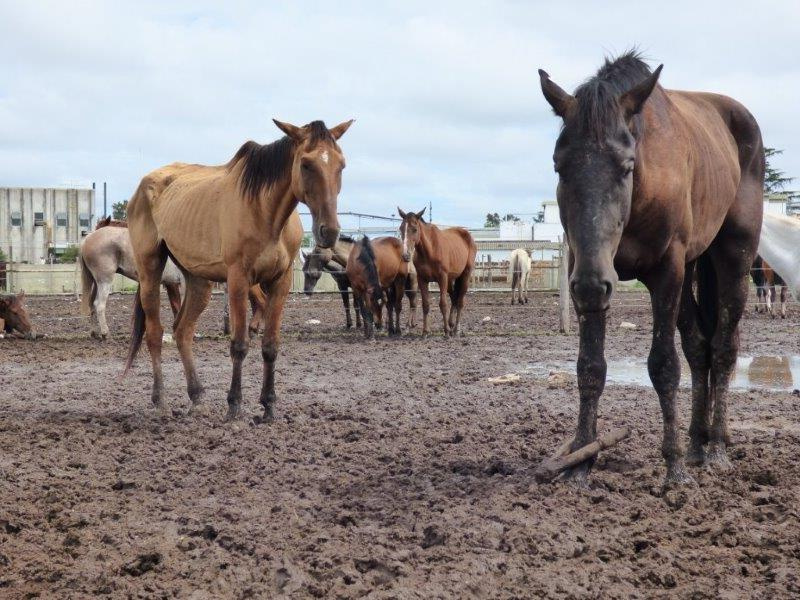 09_02_2014_ch_sg_03_lamar_emaciated_horses_in_flooded_pen_kopie.jpg