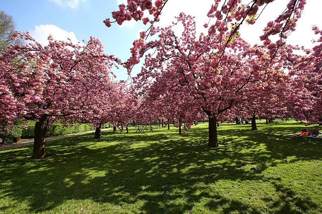 cherry-blossoms-parc-de-sceaux.jpg