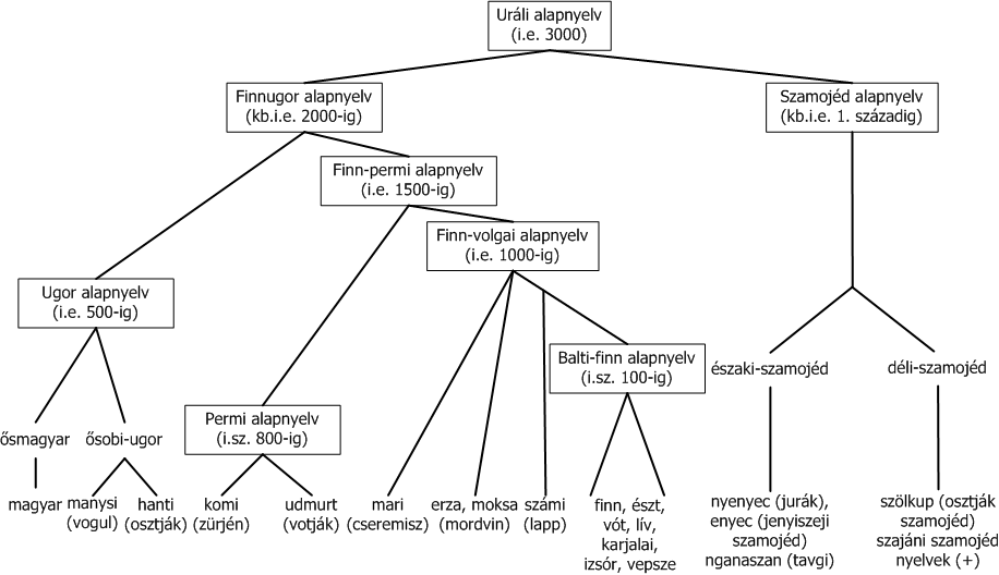 urali_nyelvek_rokonsagi_viszonyai.png