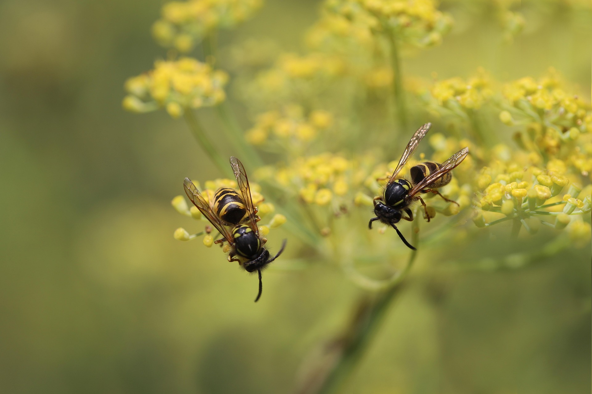 short-headed-wasps-7347315_1920.jpg