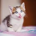 Hello