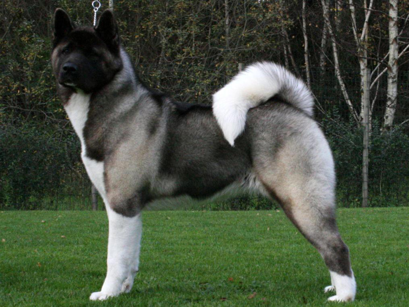 amerikai-akita-inu-kutya-05.jpg