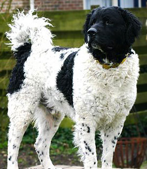 black-and-white-wetterhoun.jpg