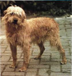 holland_smoushound.jpg