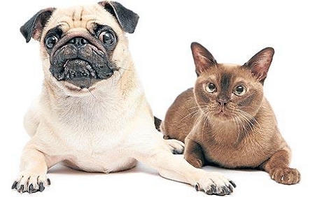 mopsz_cica.jpg