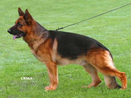 nemet-juhaszkutya.jpg
