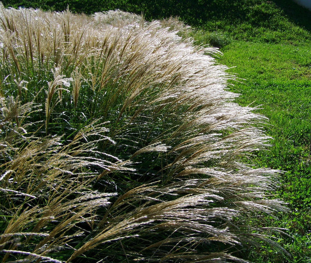 flowering-ornamental-grass-1661746_1280.jpg