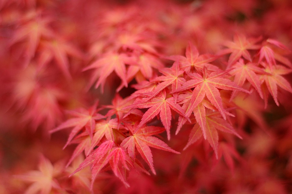 japanese-maple-5748611_960_720.jpg