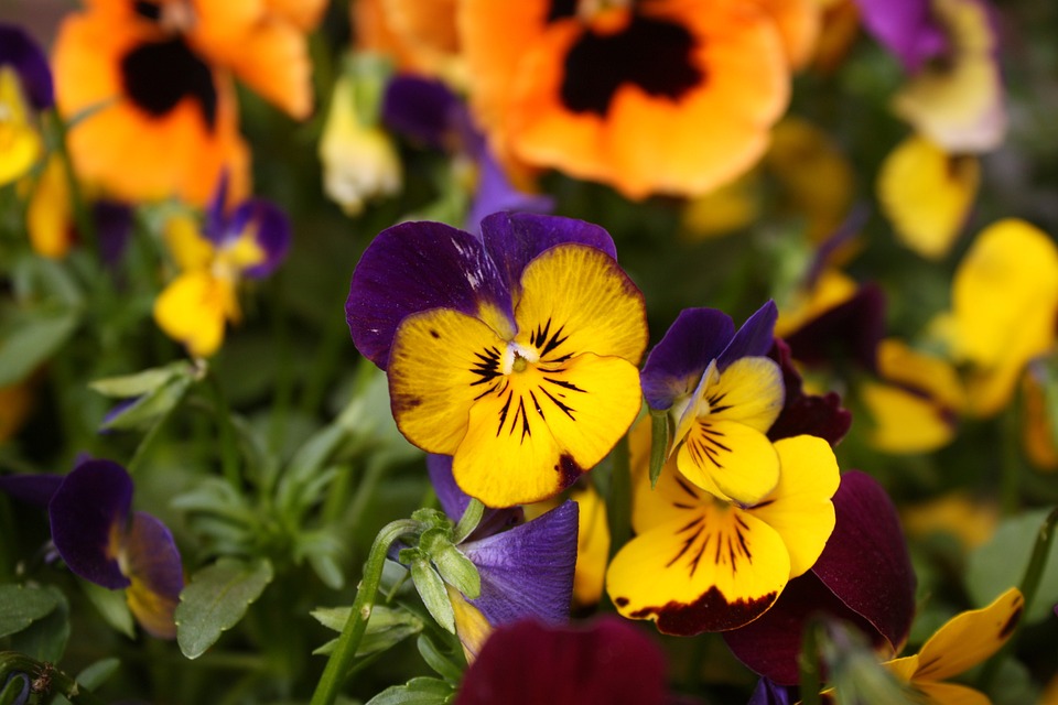 pansy-1321753_960_720.jpg