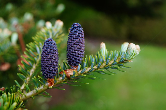 pine-cones-334011_640.jpg