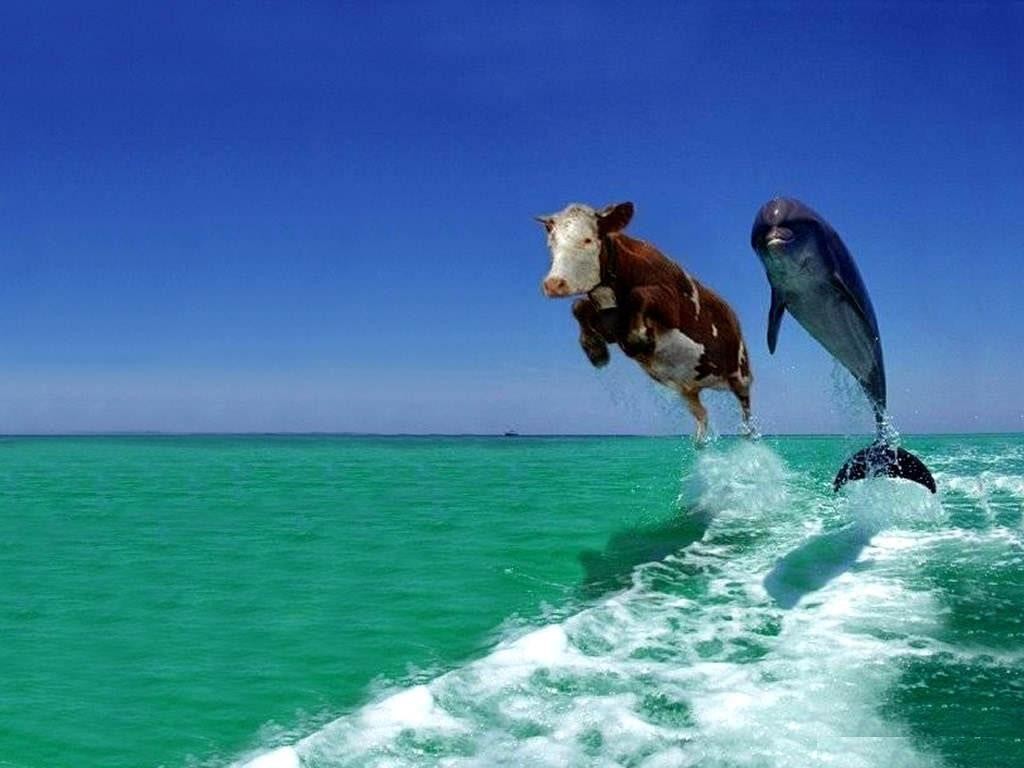 online-free-cow-jumping-dolphin-cows-funny-pictures-jokes-wallpaper_104492.jpg