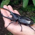 10 rovar amit inkább elkerülnél egy sötét sikátorban