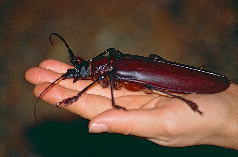 800px-titan_beetle_titanus_giganteus_found_by_jean_nicolas_10331669783.jpg